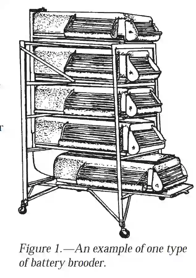 battery brooder